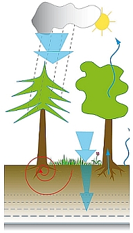 schema